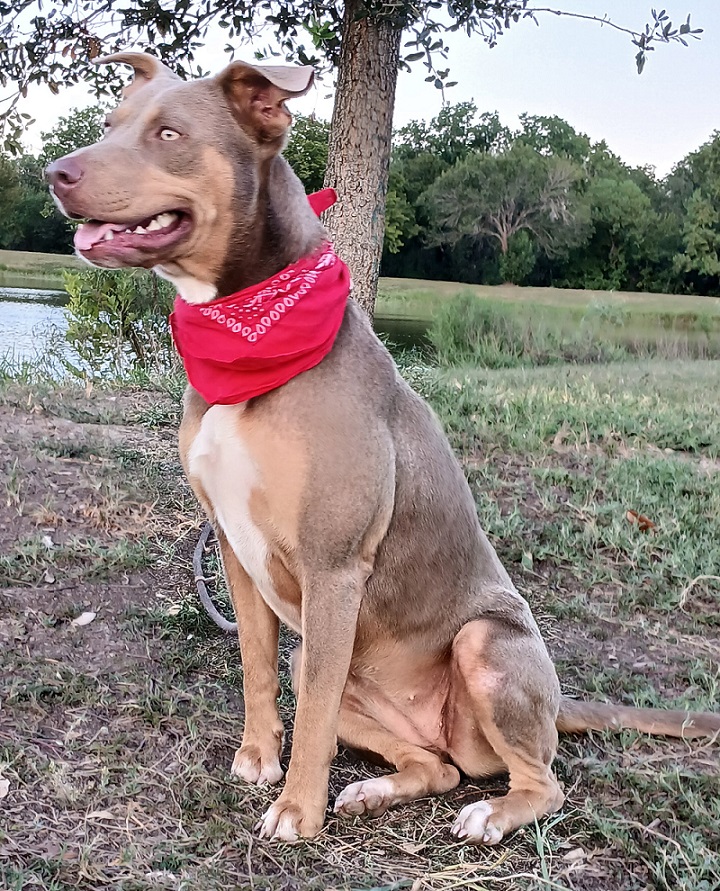 Alice: a lovely pup that will keep you entertained! (BC-926153) photo 6