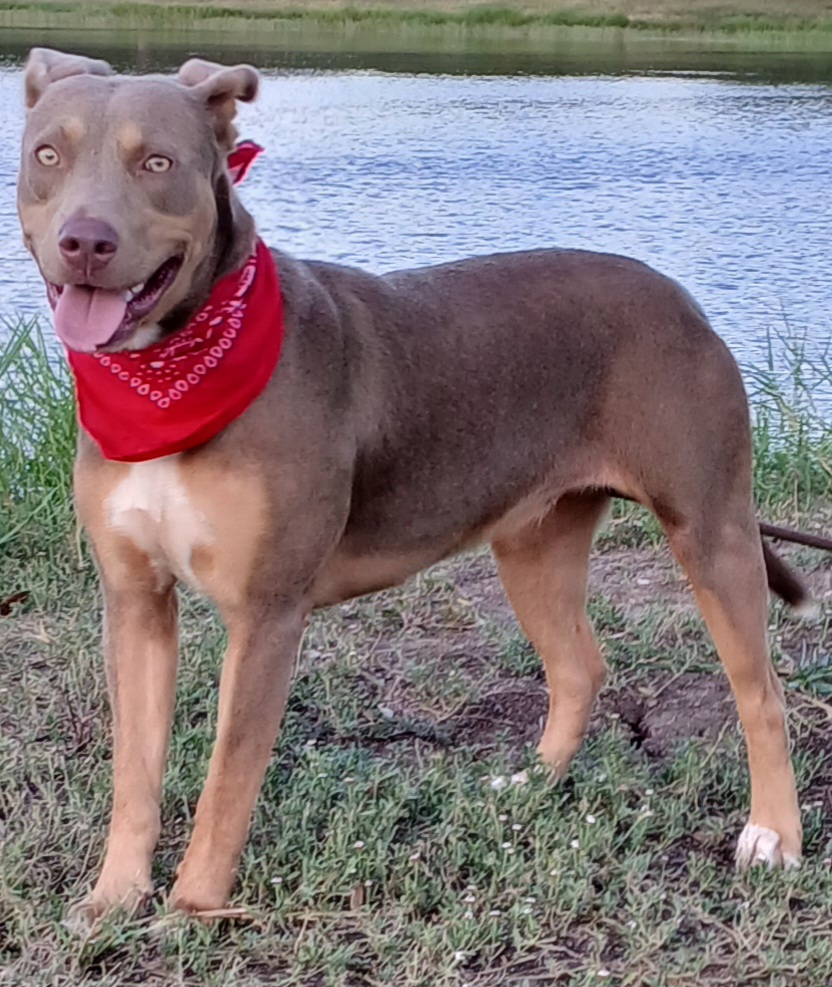 Alice: a lovely pup that will keep you entertained! (BC-926153)