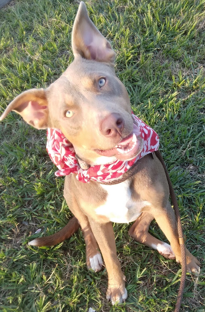 Alice: a lovely pup that will keep you entertained! (BC-926153) photo 4