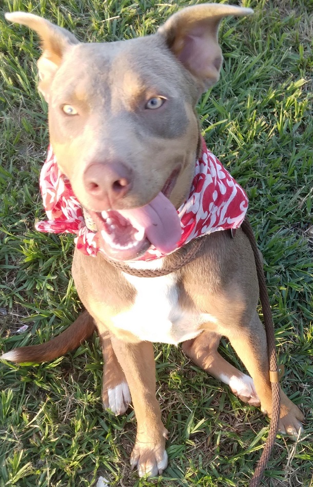 Alice: a lovely pup that will keep you entertained! (BC-926153) photo 3