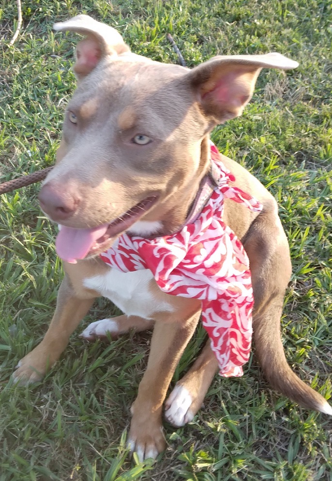 Alice: a lovely pup that will keep you entertained! (BC-926153) photo 5