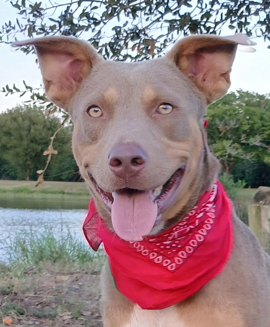Alice: a lovely pup that will keep you entertained! (BC-926153) photo 2
