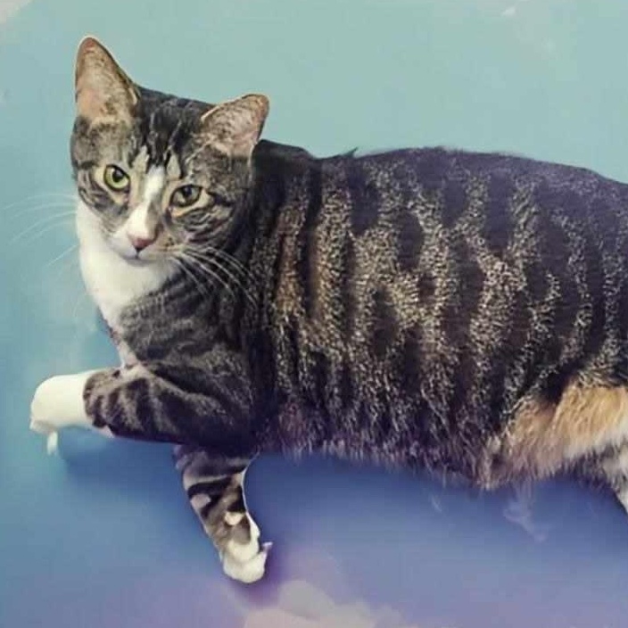 Enlarge Perseus, a Adoptable mixed breed in Greensburg, PA image 5/6