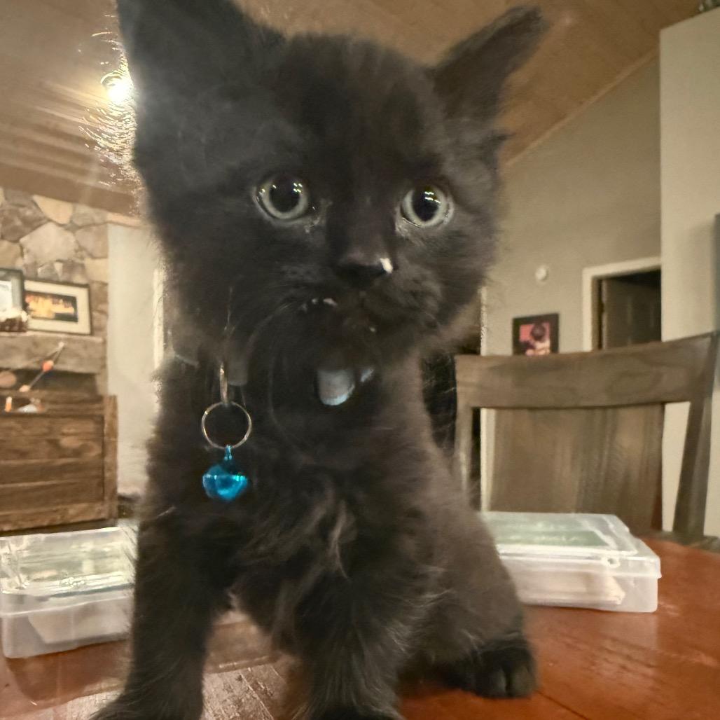 Wilde, Adoptable, Kitten Male Domestic Short Hair.