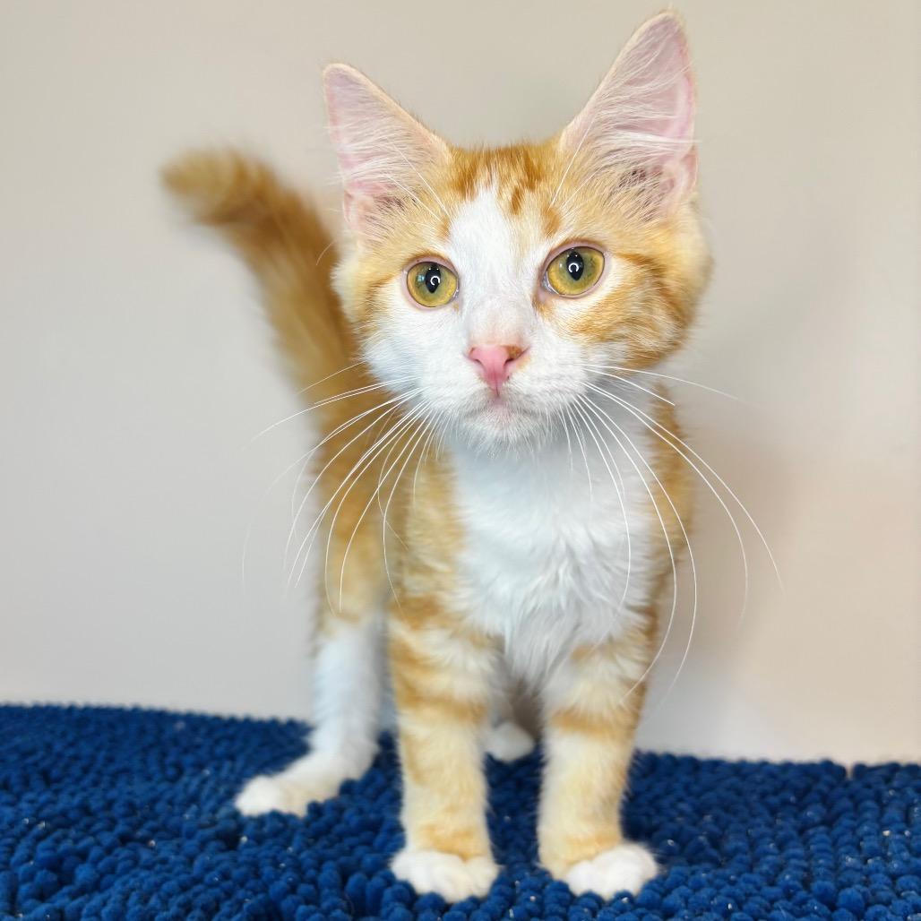 Enlarge Jan Brady, a Adoptable Domestic Long Hair in Woodbury, NJ image 1/4