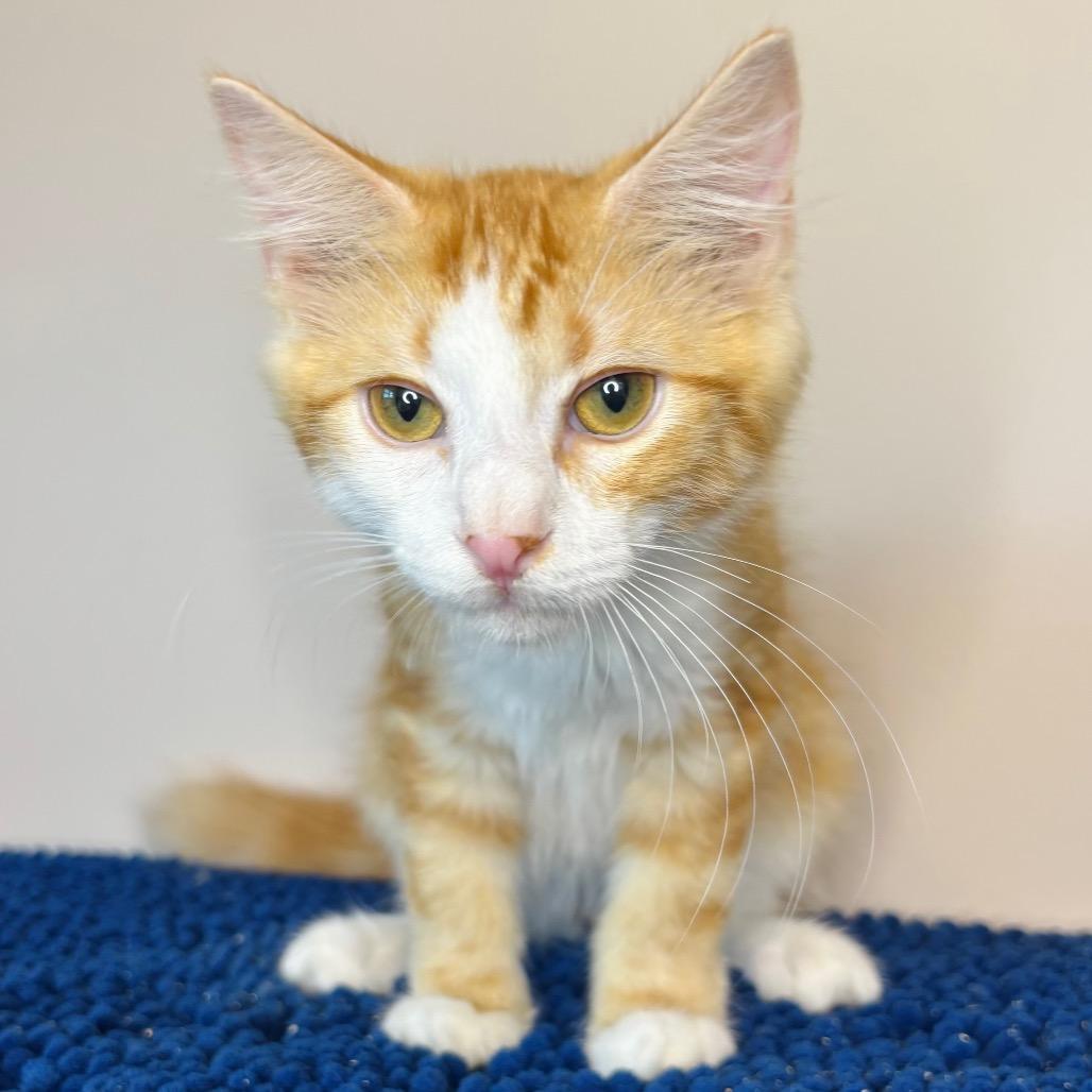 Enlarge Jan Brady, a Adoptable Domestic Long Hair in Woodbury, NJ image 2/4