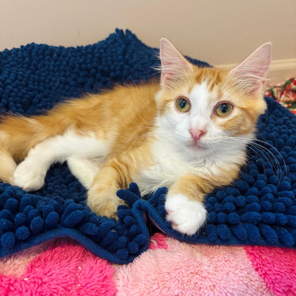 Enlarge Jan Brady, a Adoptable Domestic Long Hair in Woodbury, NJ image 3/4