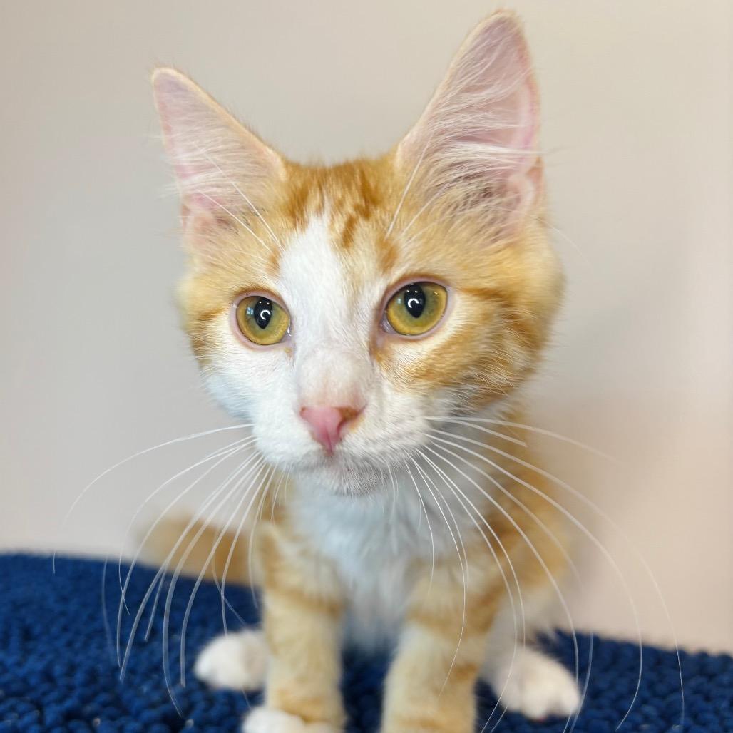 Enlarge Jan Brady, a Adoptable Domestic Long Hair in Woodbury, NJ image 4/4