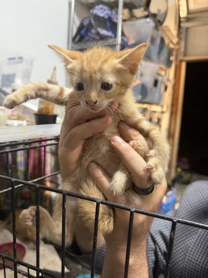 Enlarge Dip, a Adoptable Domestic Short Hair in Fort Worth, TX image 1/1