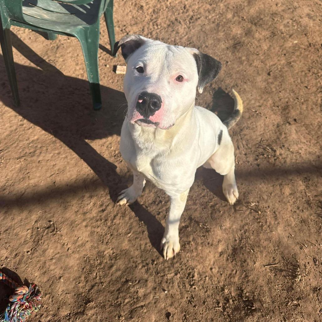 Spanky, a Adoptable mixed breed in Sand Springs, OK image 1/6