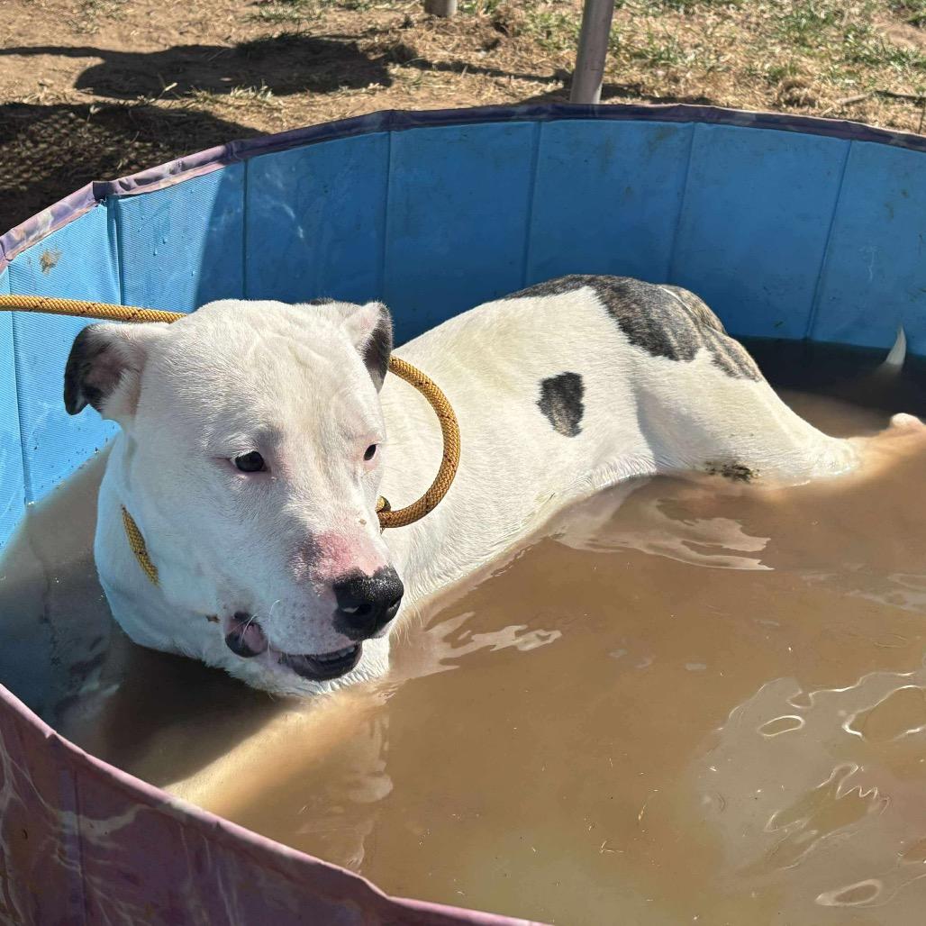 Spanky, a Adoptable mixed breed in Sand Springs, OK image 2/6
