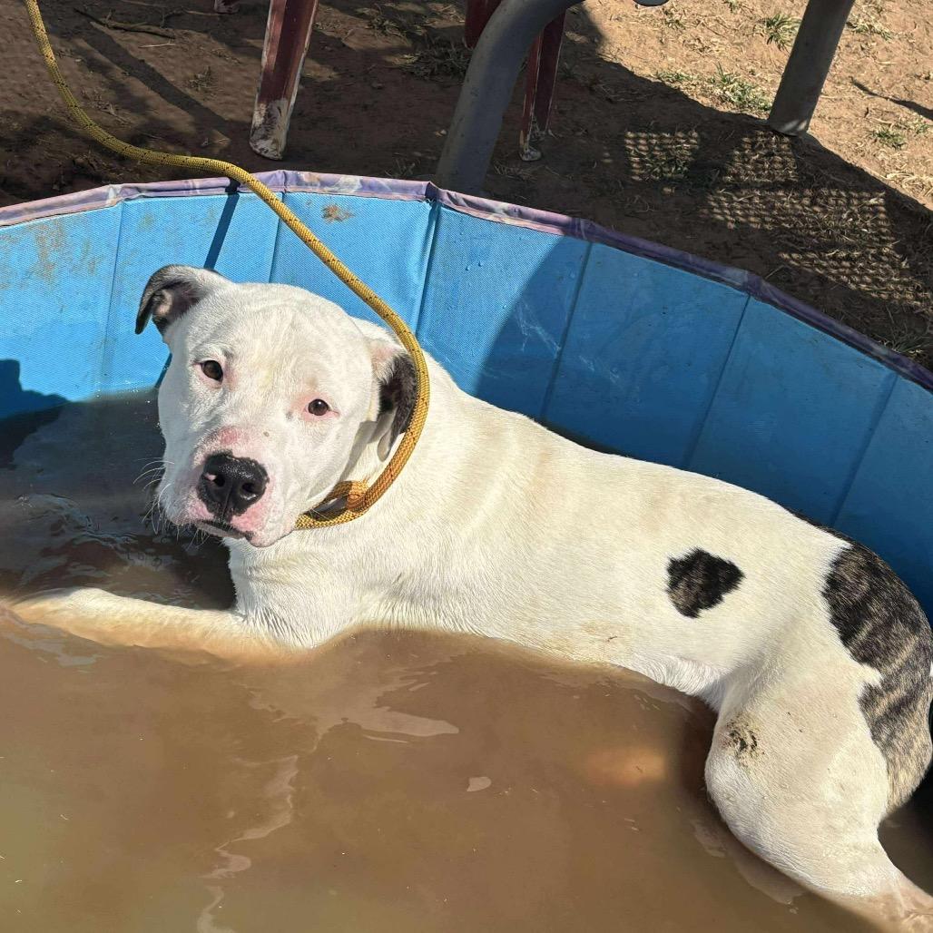 Spanky, a Adoptable mixed breed in Sand Springs, OK image 3/6