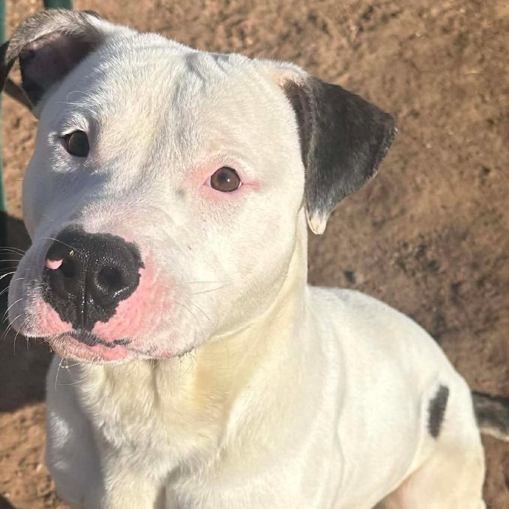 Spanky, a Adoptable mixed breed in Sand Springs, OK image 4/6