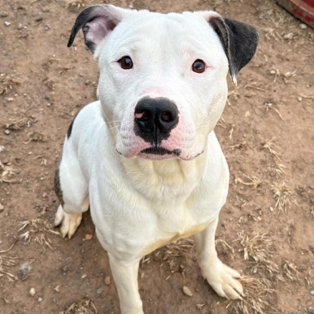 Spanky, a Adoptable mixed breed in Sand Springs, OK image 6/6