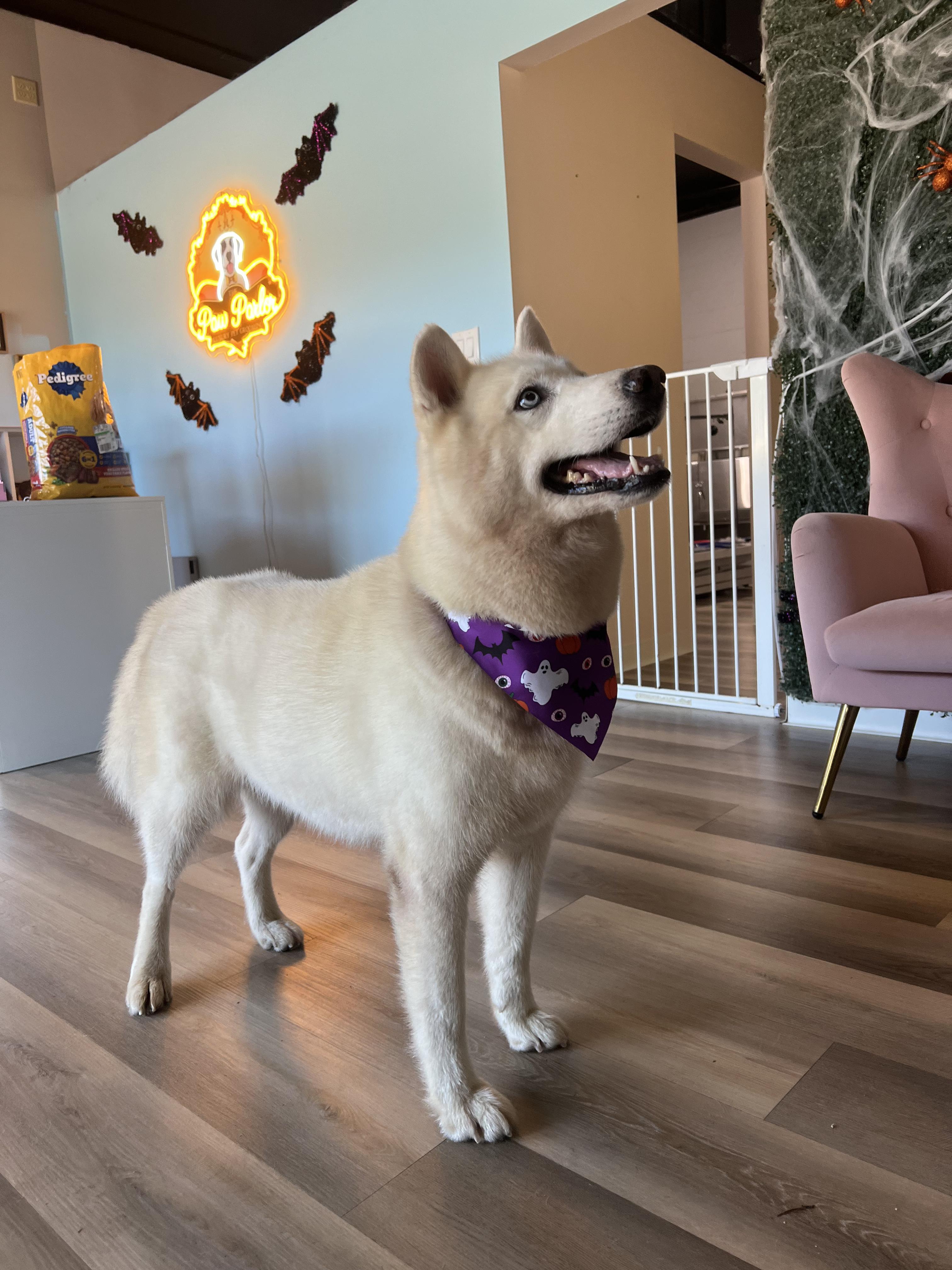 Enlarge Dolly, a Adopted Siberian Husky in Reddick, FL image 3/6
