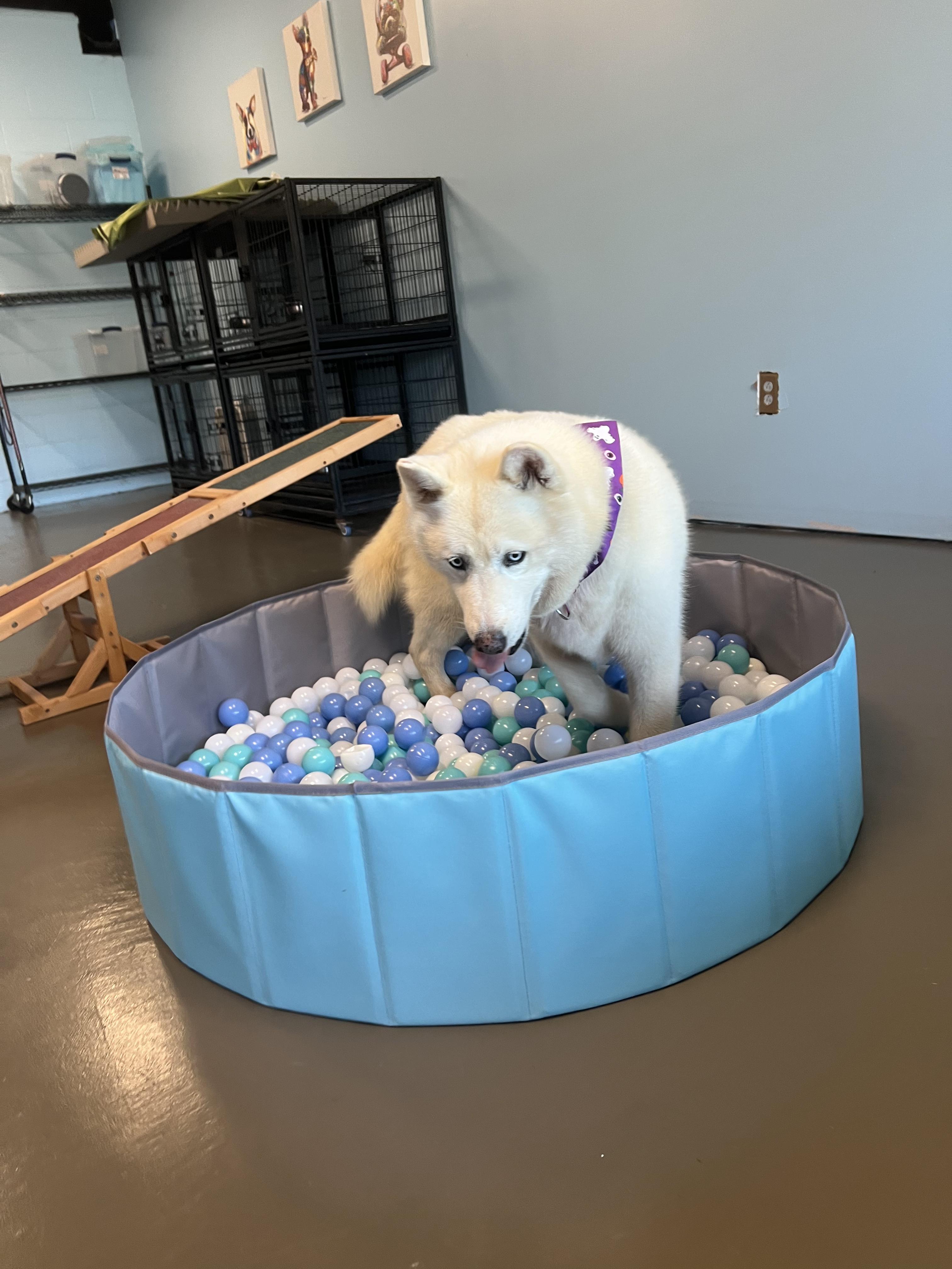 Enlarge Dolly, a Adopted Siberian Husky in Reddick, FL image 2/6