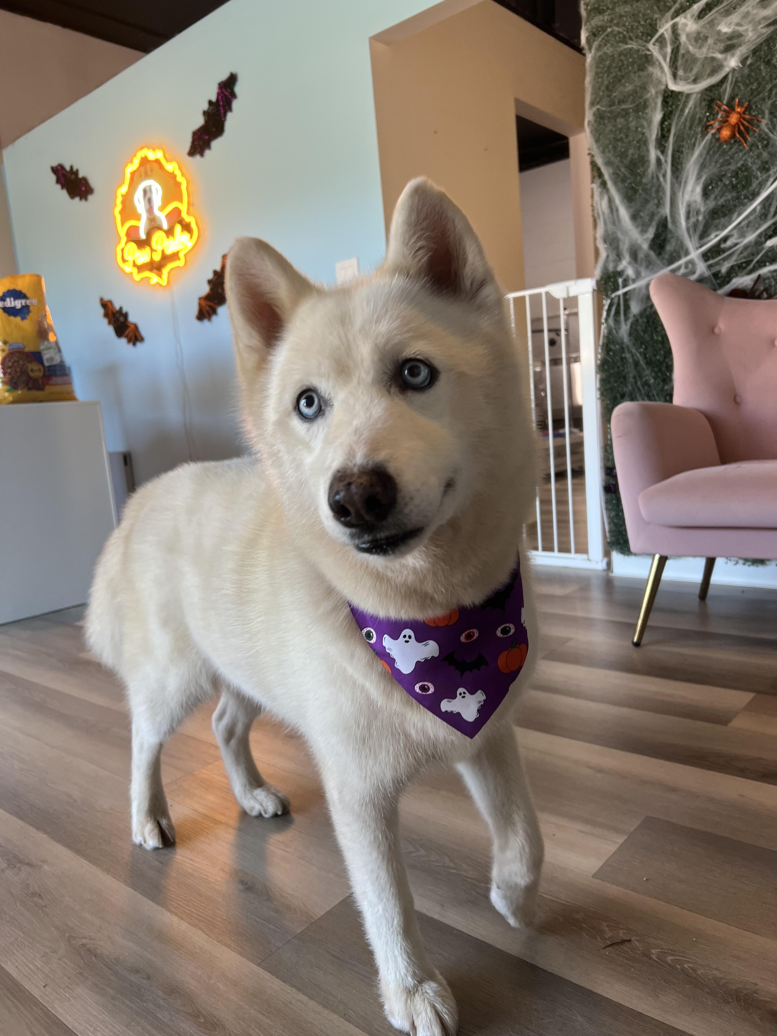 Enlarge Dolly, a Adopted Siberian Husky in Reddick, FL image 4/6