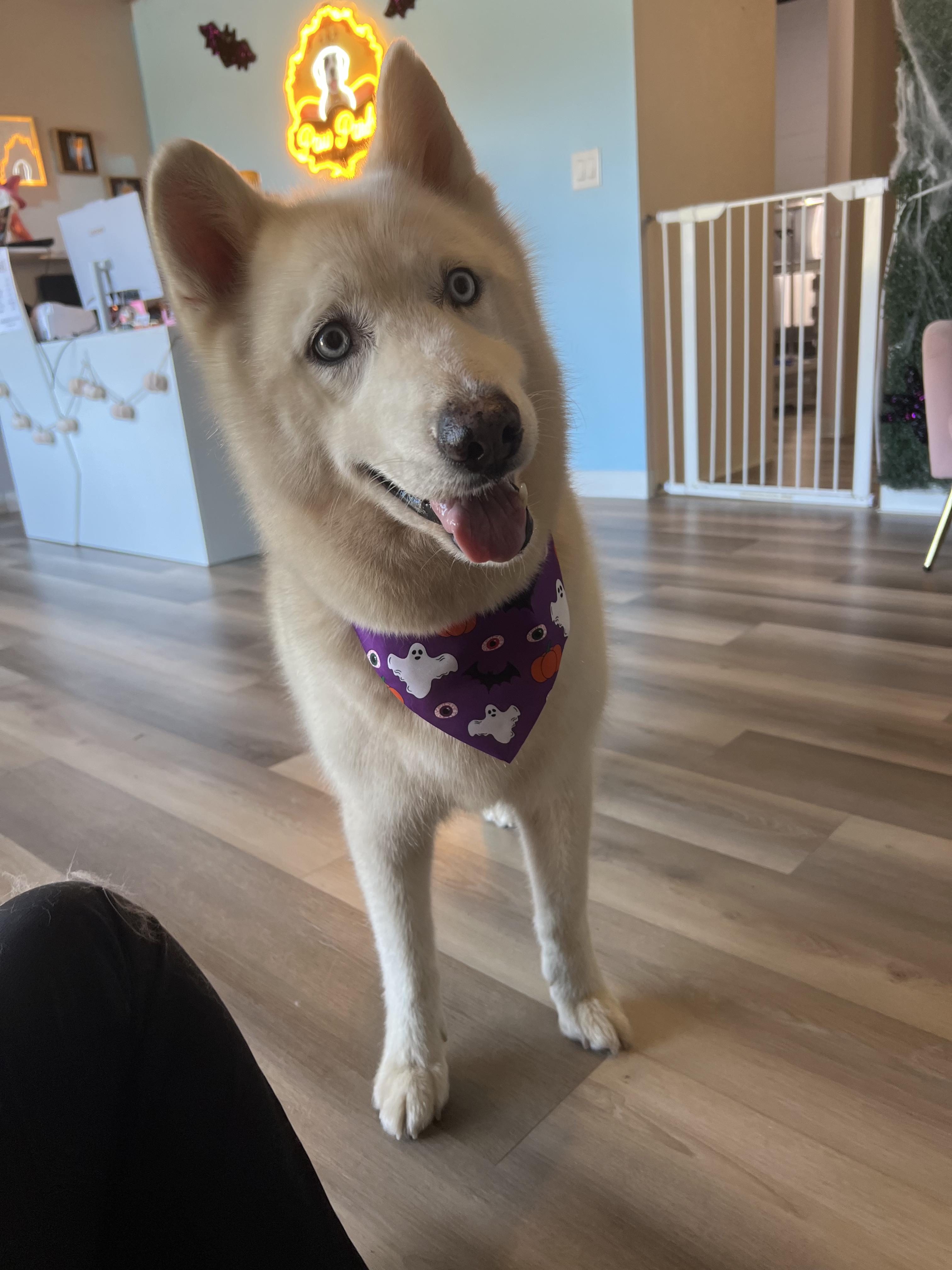 Enlarge Dolly, a Adopted Siberian Husky in Reddick, FL image 5/6
