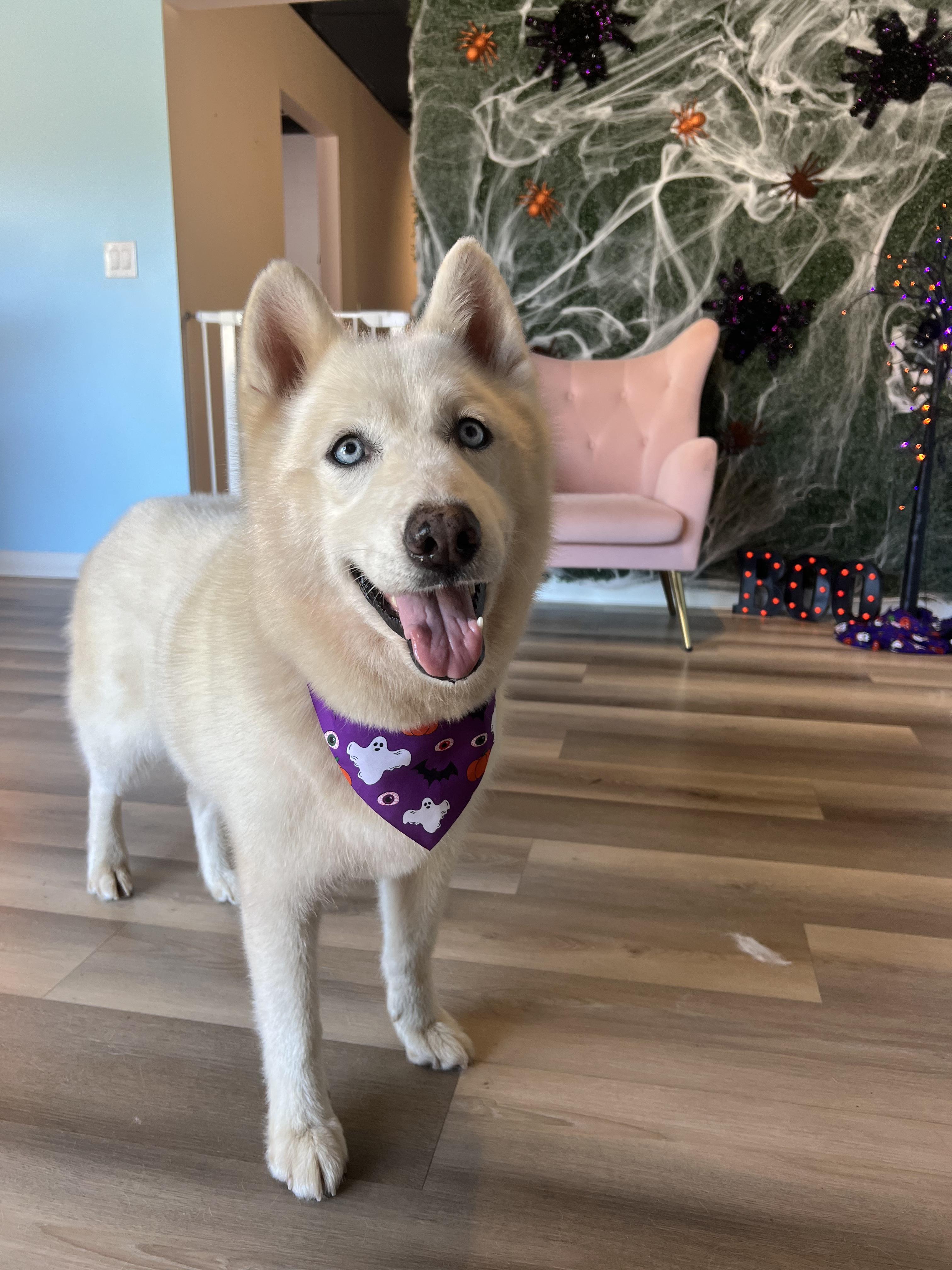 Enlarge Dolly, a Adopted Siberian Husky in Reddick, FL image 1/6