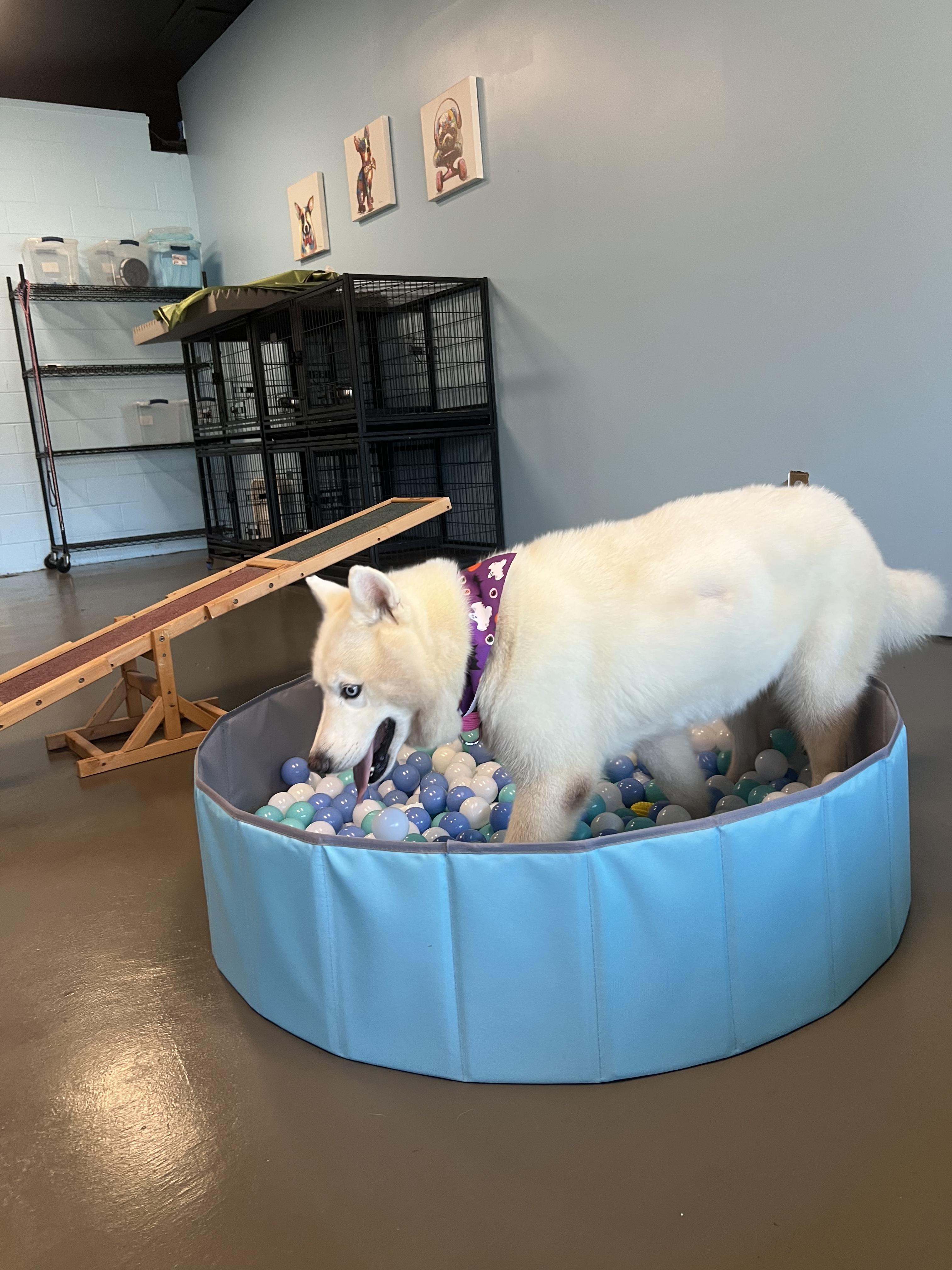 Enlarge Dolly, a Adopted Siberian Husky in Reddick, FL image 6/6