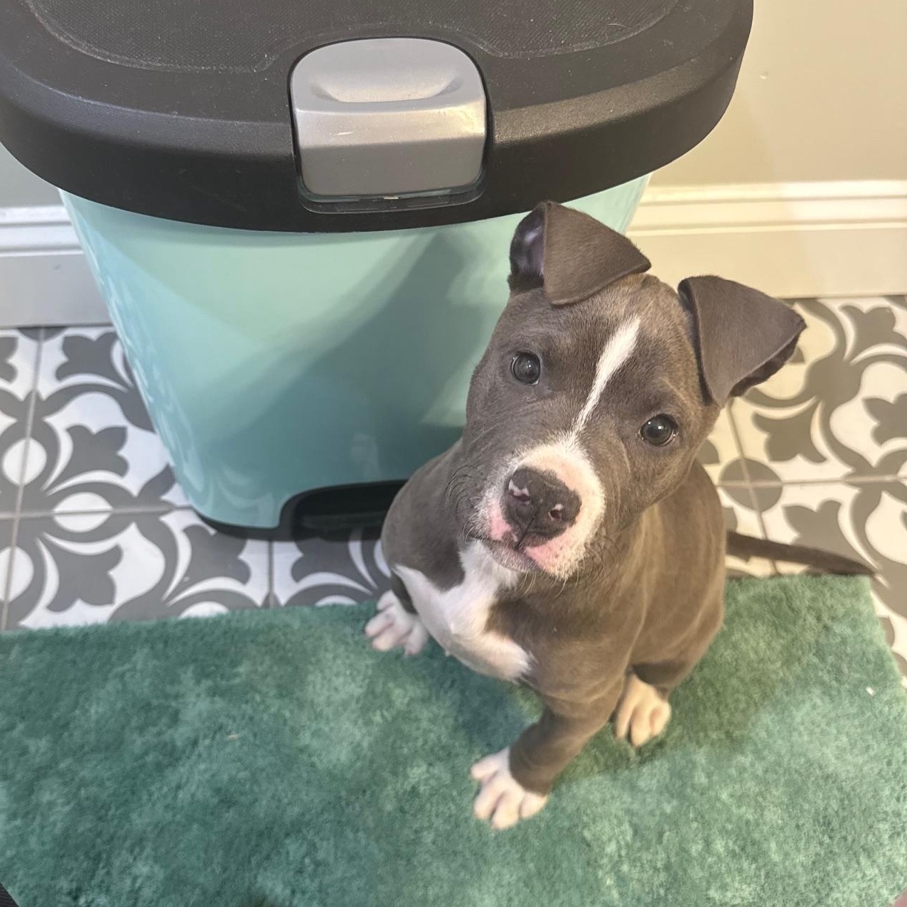 Enlarge MOUSE, an adopted mixed breed in Hamilton, NJ image 2/2