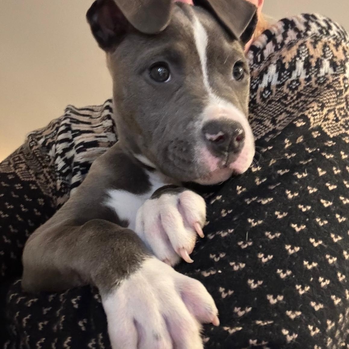 MOUSE, adopted, Puppy Female Pit Bull Terrier.