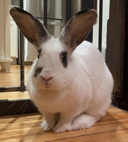 Yellowstone, Adopted, Young Female English Spot.