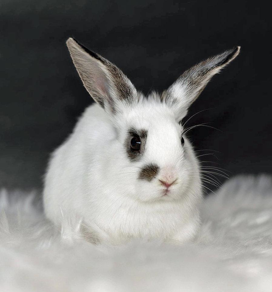 Enlarge Yellowstone, a Adopted English Spot in Lakeville, MN image 2/3