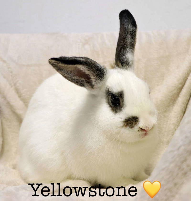 Enlarge Yellowstone, a Adopted English Spot in Lakeville, MN image 3/3