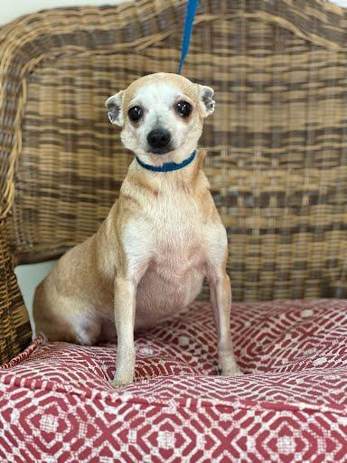 Enlarge Abbie, an adopted mixed breed in Marshall, TX image 1/1