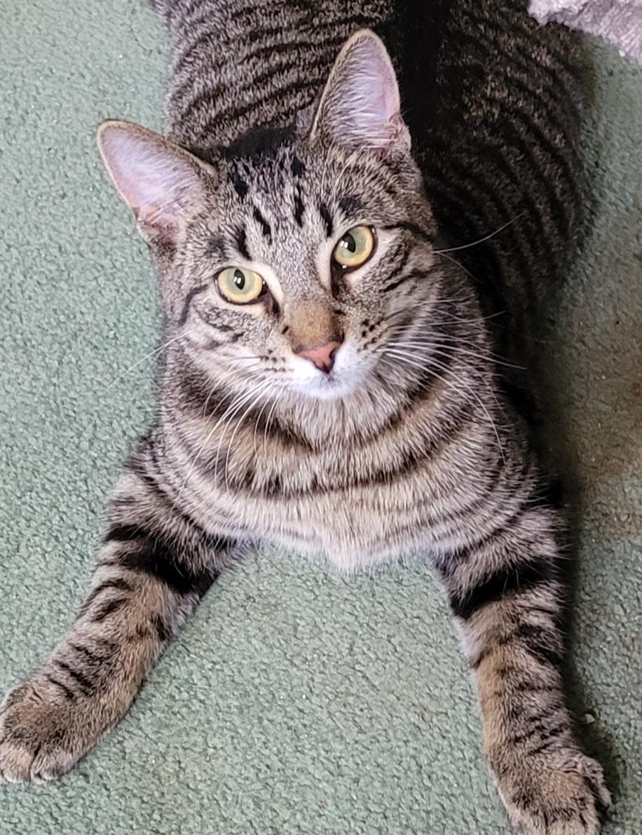 Willie