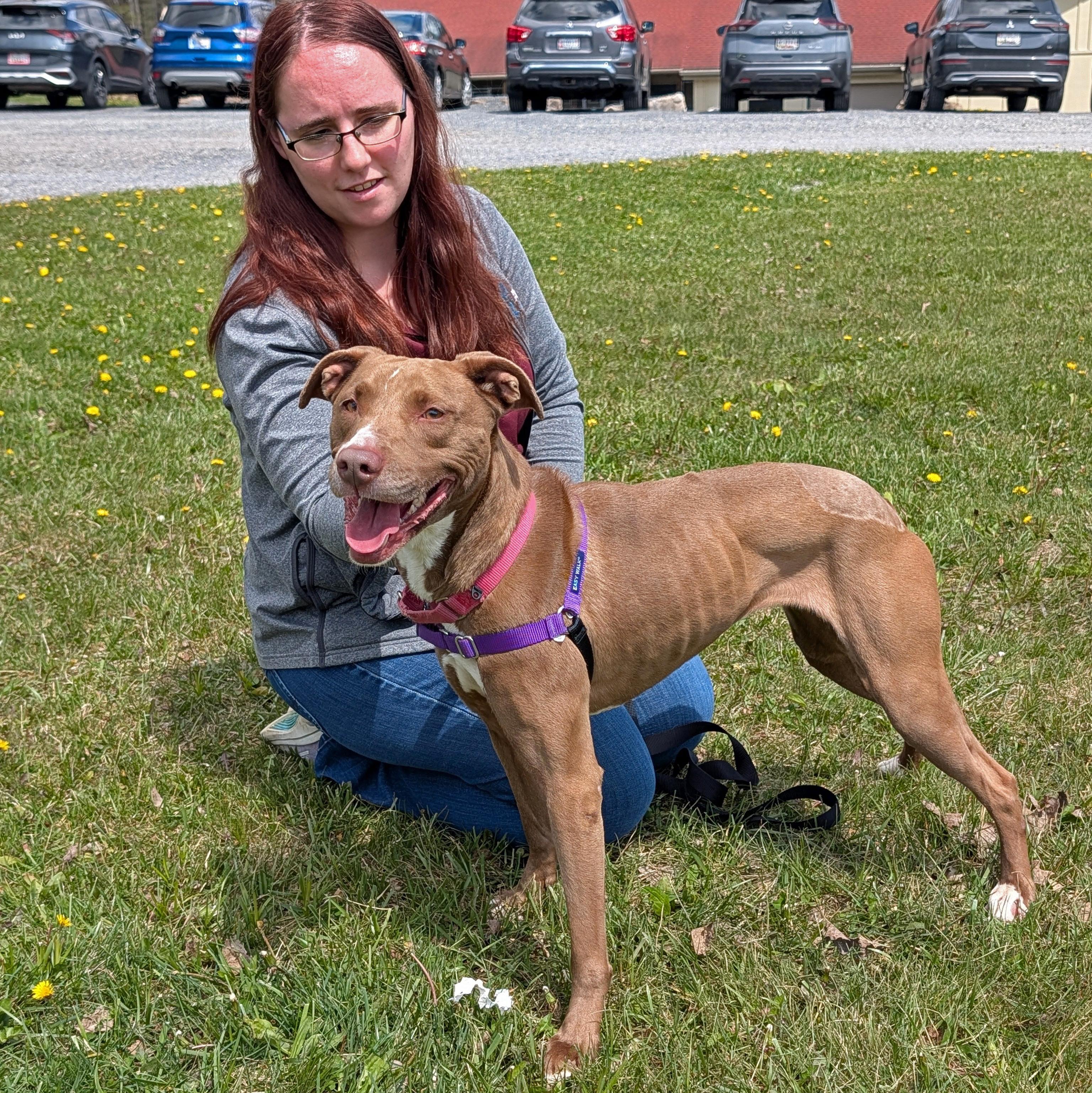 Enlarge Bunny, a ADOPTABLE mixed breed in Accident, MD image 4/6