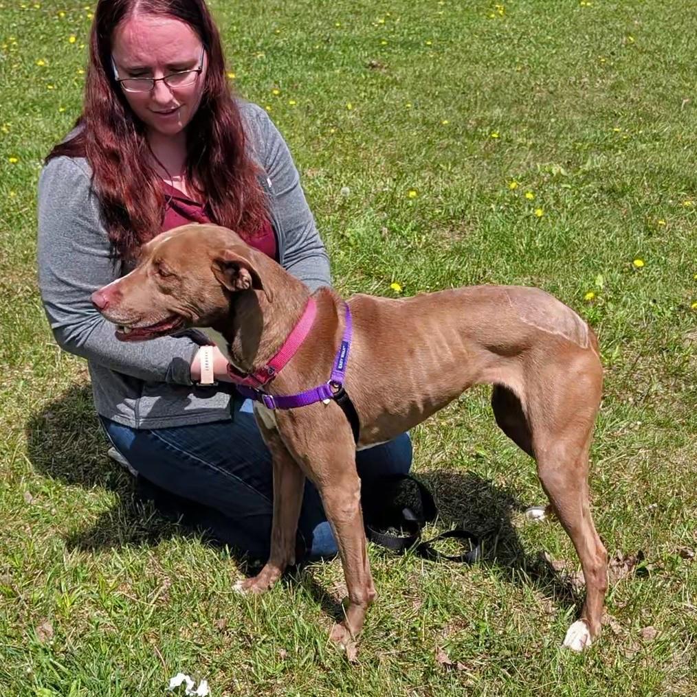 Enlarge Bunny, a ADOPTABLE mixed breed in Accident, MD image 6/6