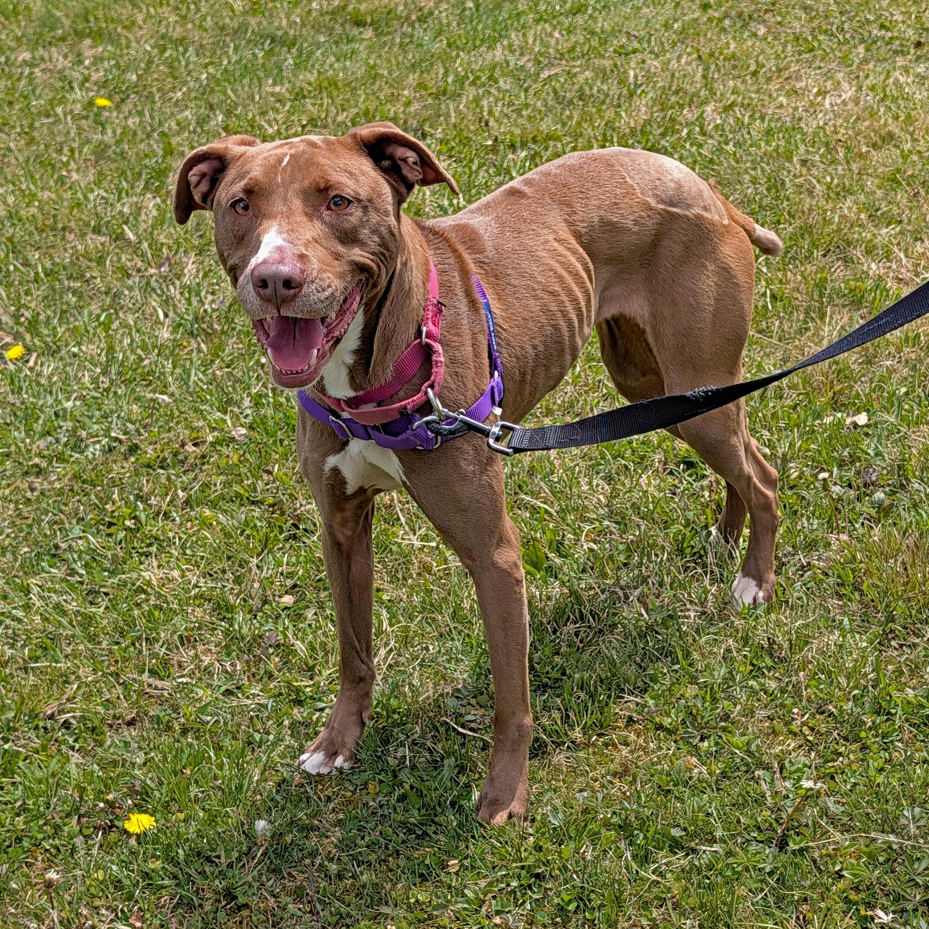 Enlarge Bunny, a ADOPTABLE mixed breed in Accident, MD image 2/6