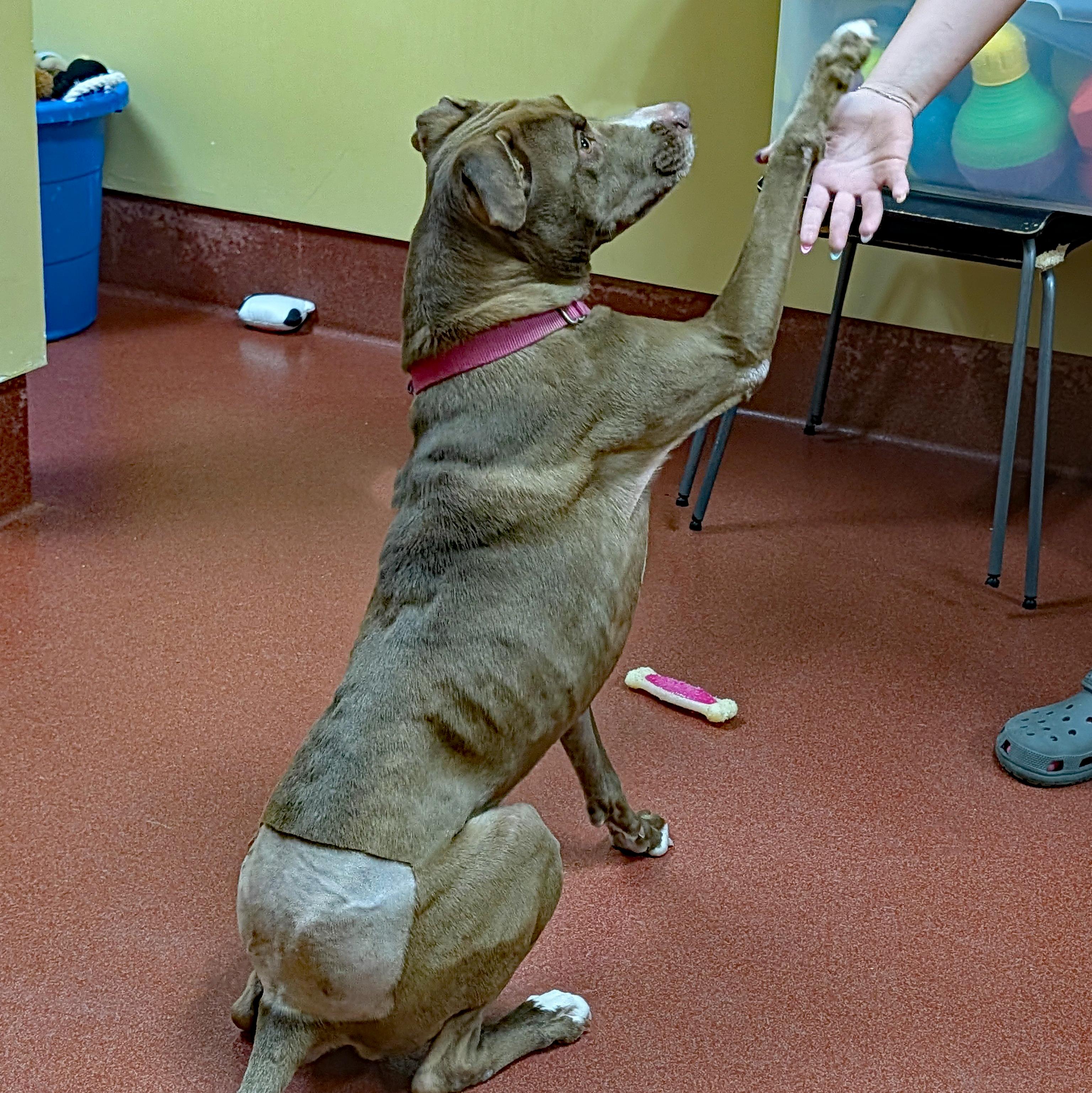 Enlarge Bunny, a ADOPTABLE mixed breed in Accident, MD image 3/6