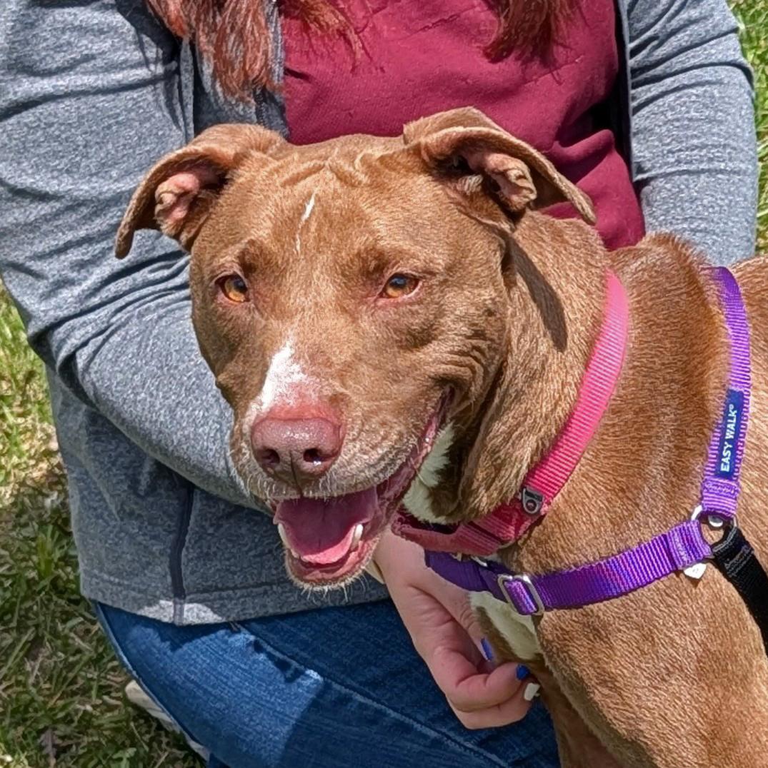 Enlarge Bunny, a ADOPTABLE mixed breed in Accident, MD image 1/6