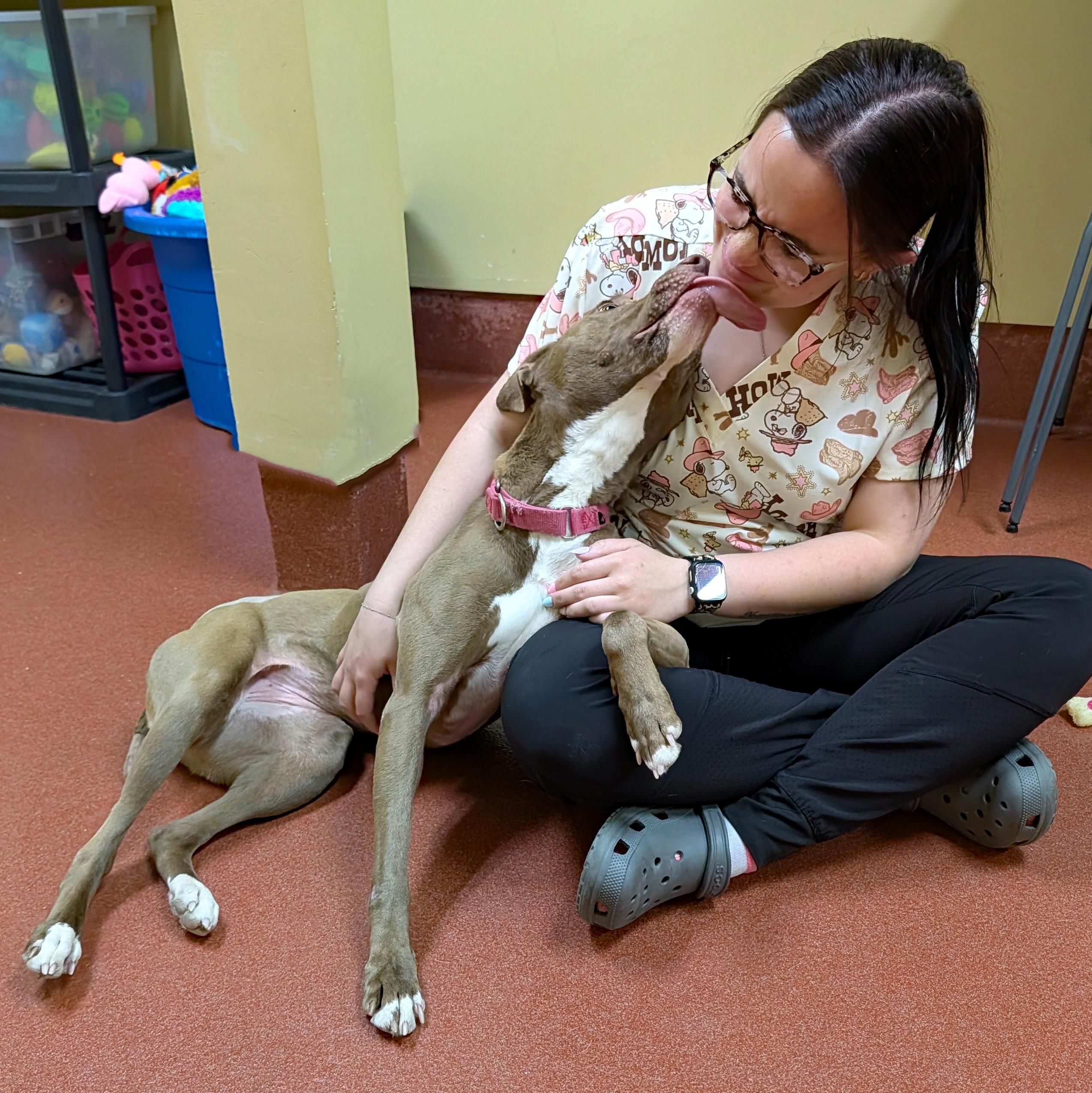 Enlarge Bunny, a ADOPTABLE mixed breed in Accident, MD image 5/6