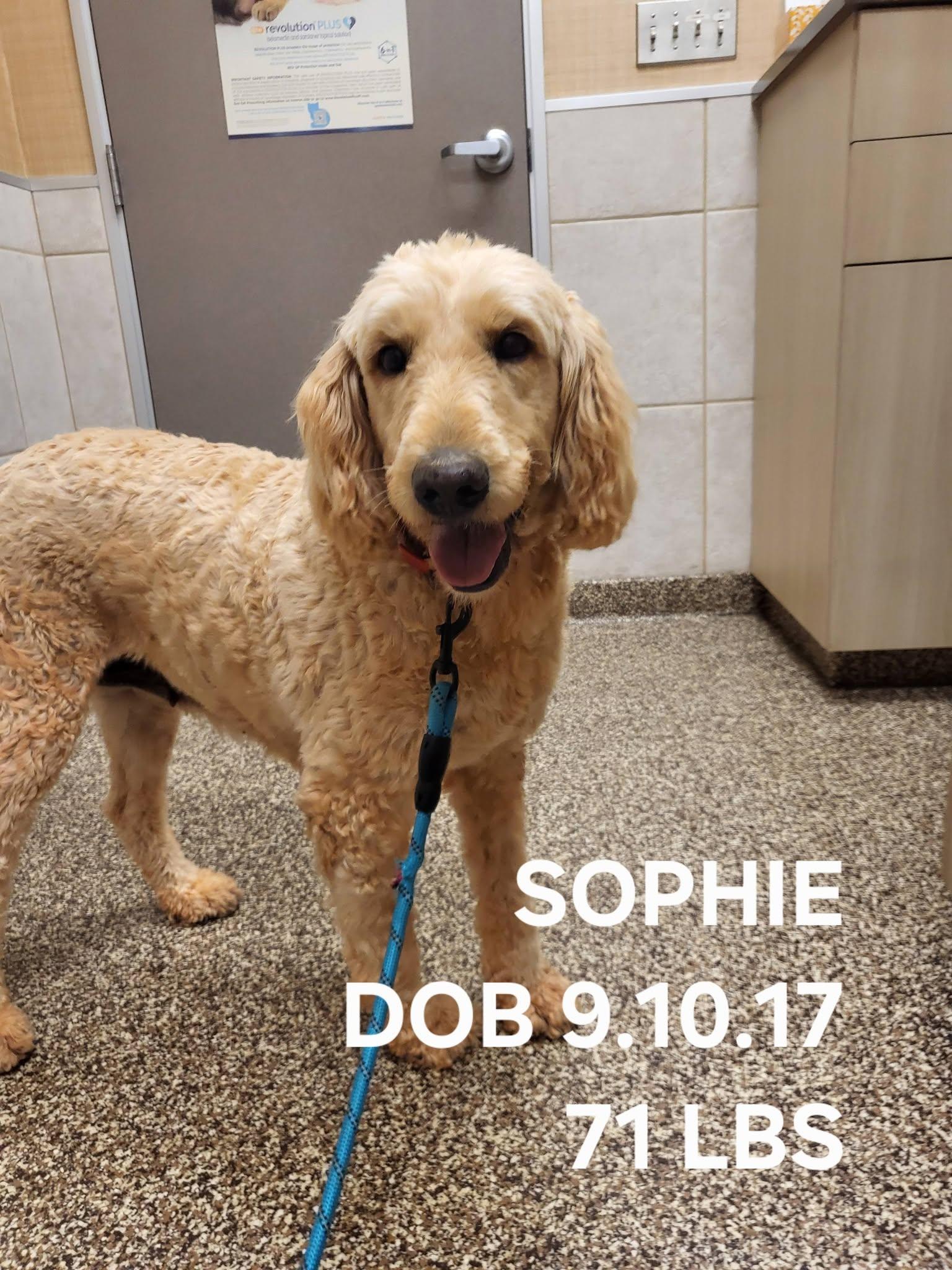 Enlarge Sophie, an adopted Goldendoodle in Salisbury, NC image 1/1