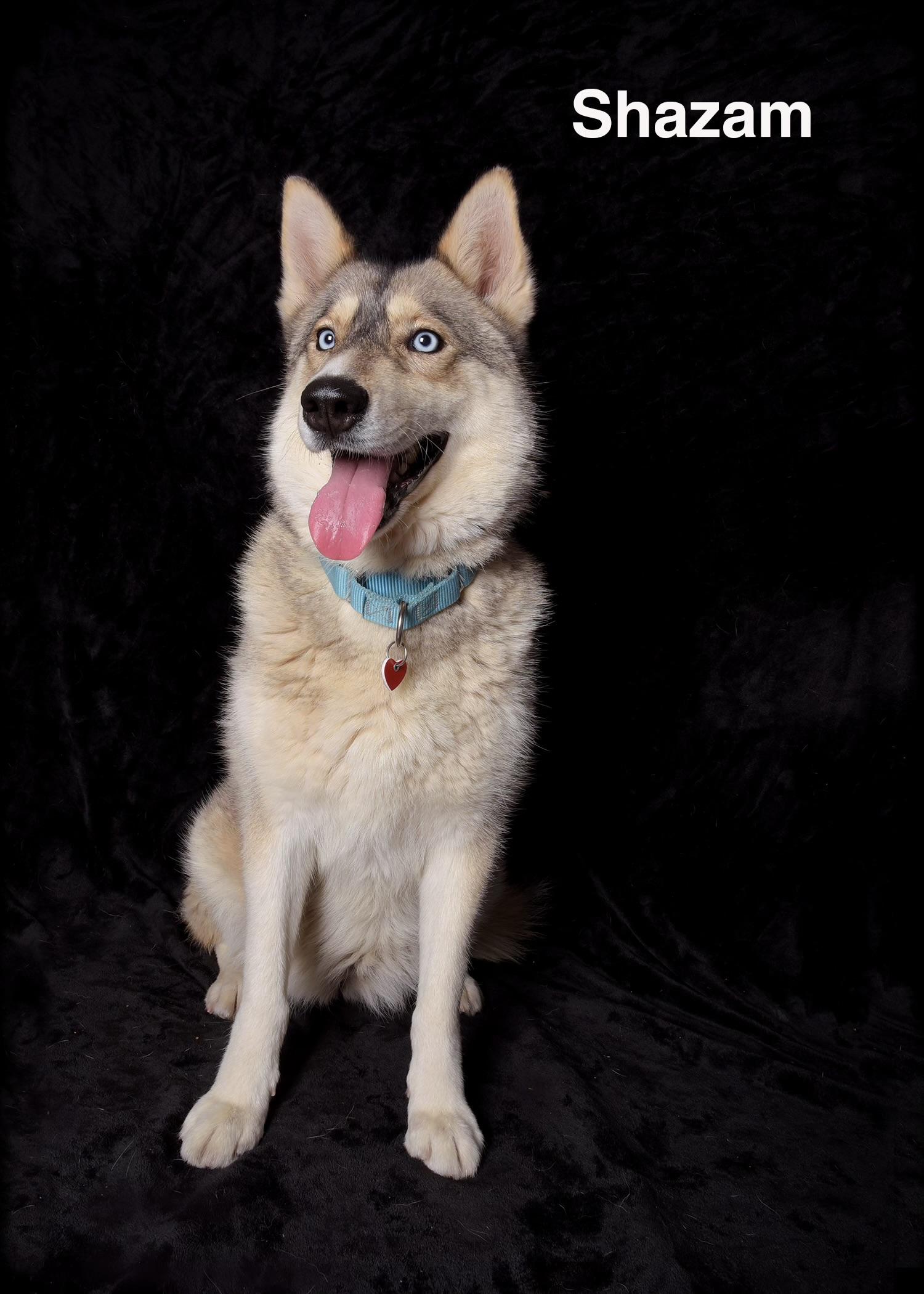 Enlarge Shazam, a ADOPTABLE Siberian Husky in Van Nuys, CA image 1/1