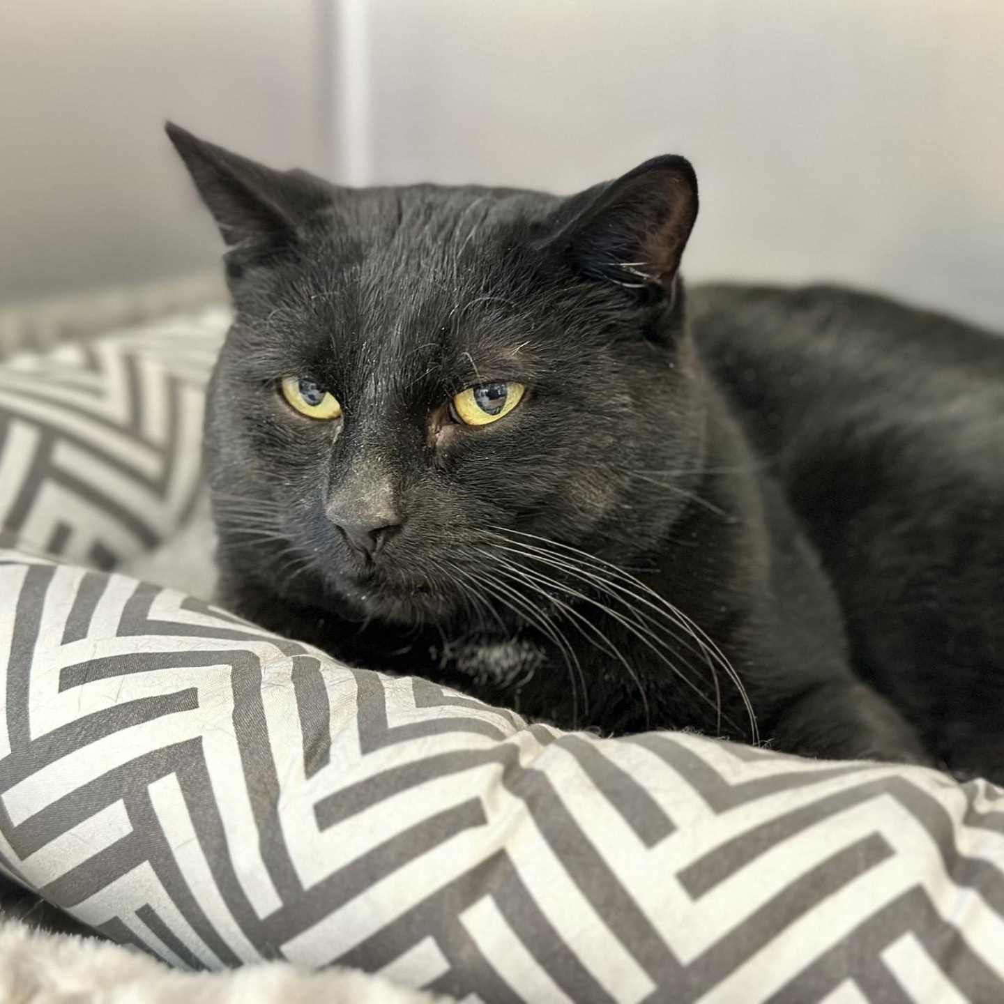 Enlarge Pitch , an adopted Domestic Short Hair in Jackson, NJ image 1/1