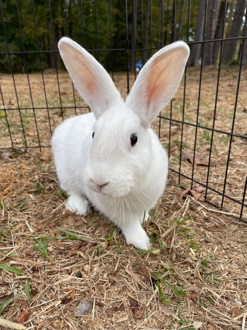 Jackie, Adoptable, Adult Female Rex & Florida White.