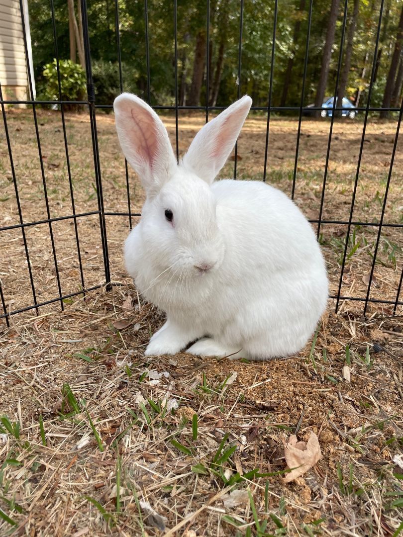 Jackie, a Adoptable mixed breed in Oxford, GA image 3/5