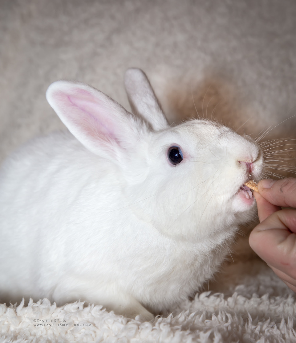 Jackie, a Adoptable mixed breed in Oxford, GA image 4/5