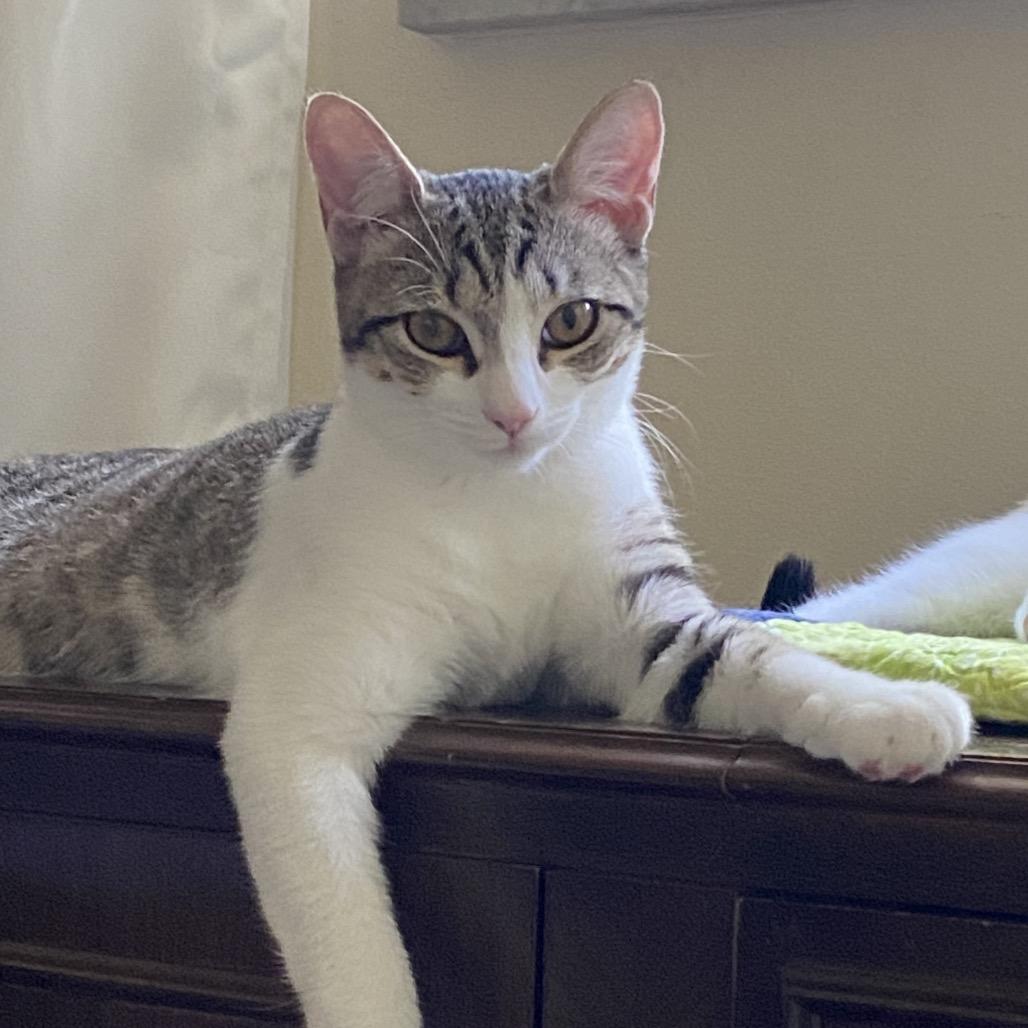 Enlarge Toulouse(Tally), a Adoptable Domestic Short Hair in Springboro, OH image 1/5
