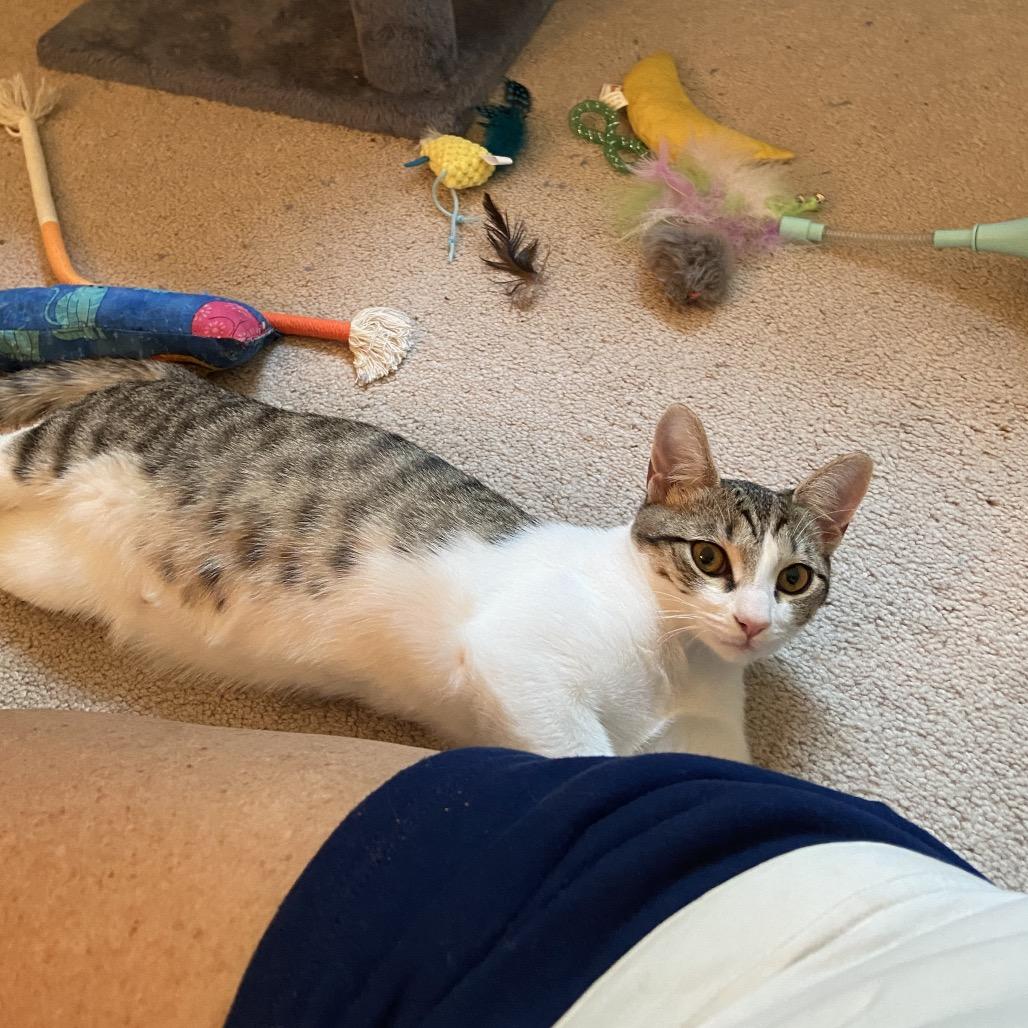 Enlarge Toulouse(Tally), a Adoptable Domestic Short Hair in Springboro, OH image 2/5