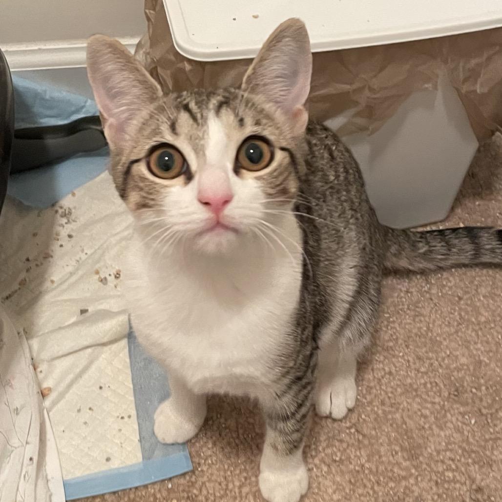 Enlarge Toulouse(Tally), a Adoptable Domestic Short Hair in Springboro, OH image 3/5
