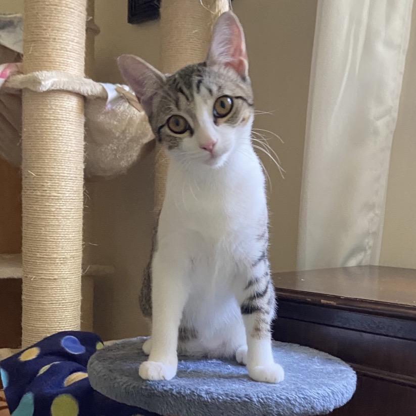 Enlarge Toulouse(Tally), a Adoptable Domestic Short Hair in Springboro, OH image 4/5
