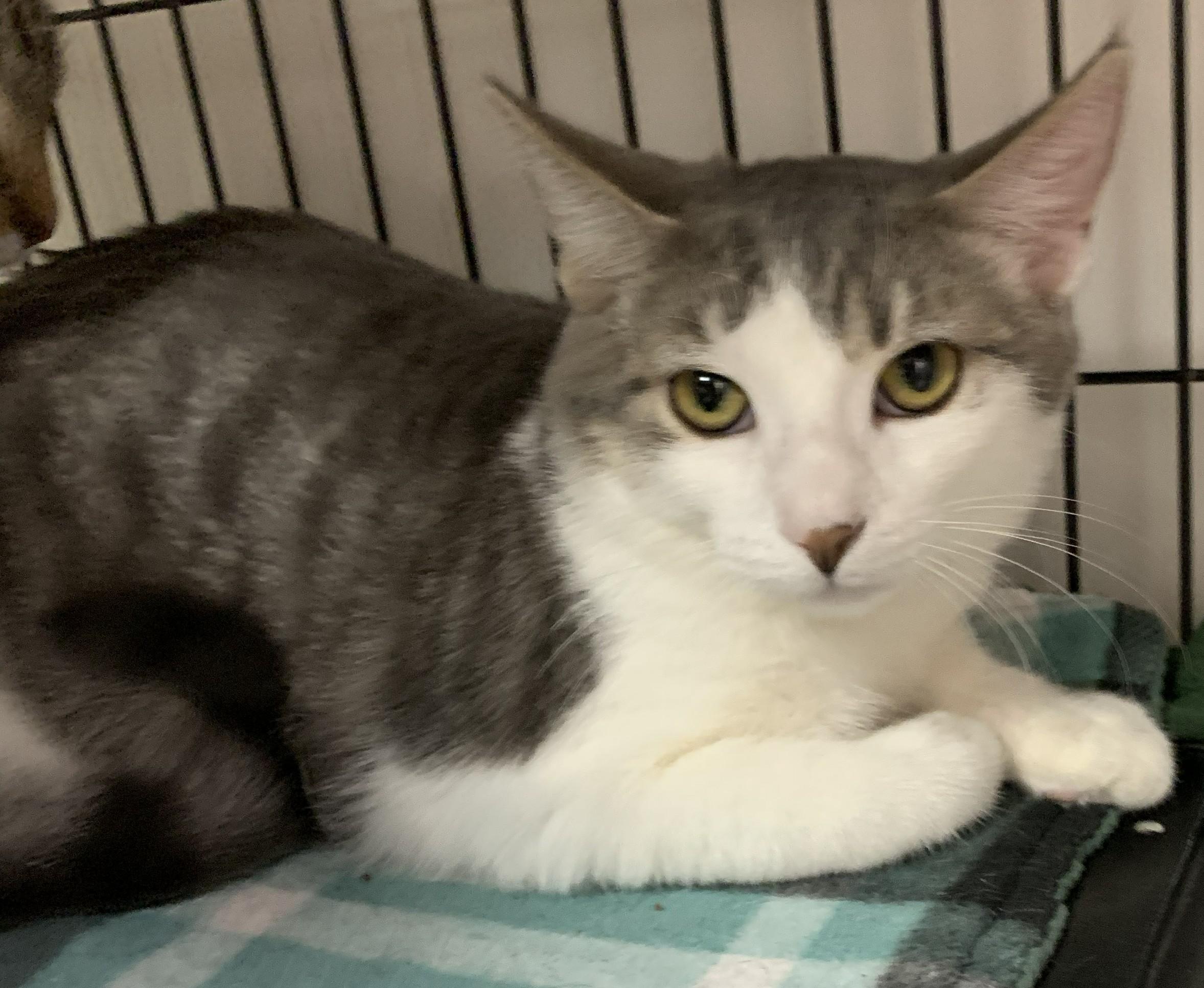 Sips25, a Adoptable Domestic Short Hair in Milwaukee, WI image 2/4