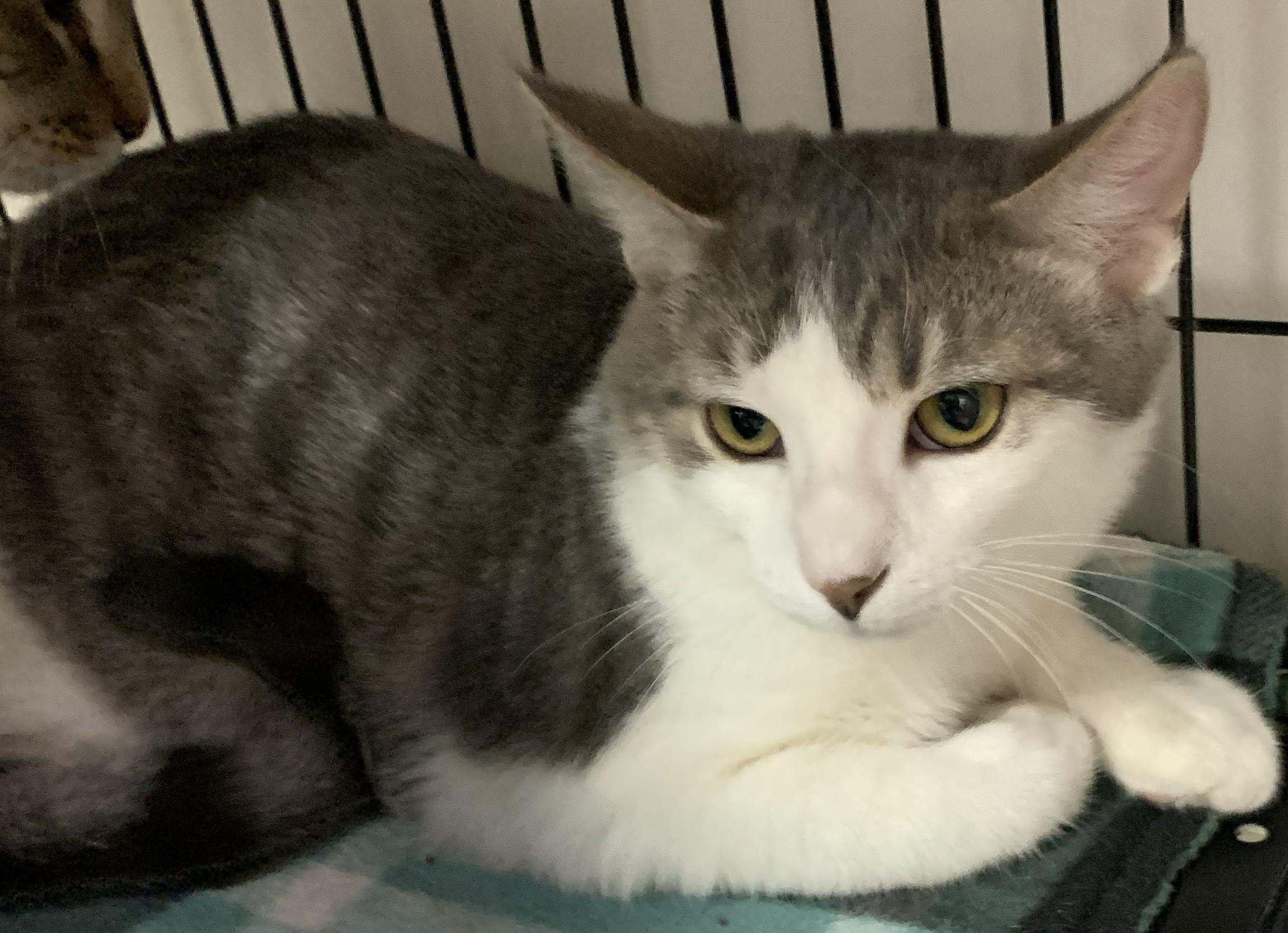 Sips25, a Adoptable Domestic Short Hair in Milwaukee, WI image 3/4