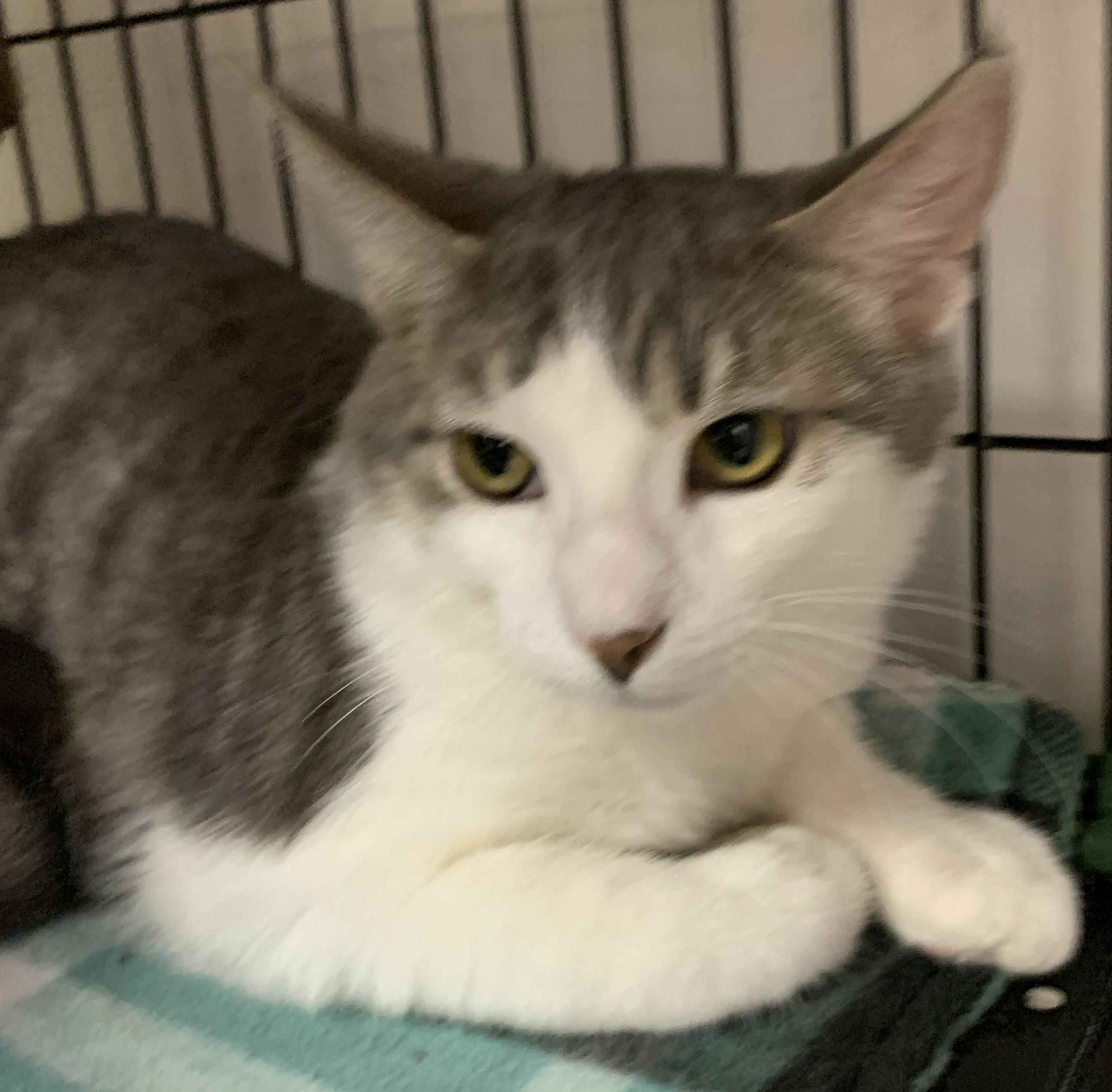 Sips25, a Adoptable Domestic Short Hair in Milwaukee, WI image 4/4